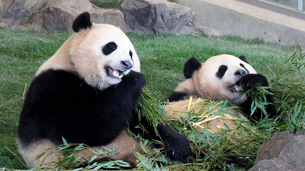 pandas